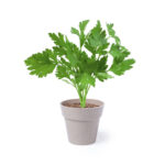 Vazonų rinkinys, Biodegradable pot