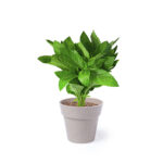 Vazonų rinkinys, Biodegradable pot