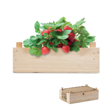 STRAWBERRY braškių auginimo rinkinys medinėje dėžutėje – braškių auginimo rinkinys medinėje dėžutėje, medis
